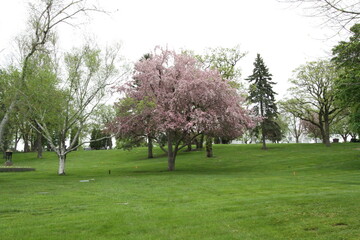 Wall Mural - cherry blossom trees