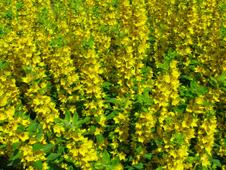 Wall Mural - Yellow flowers