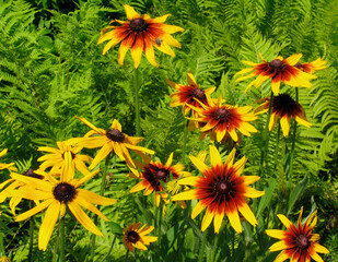 Wall Mural - Yellow flowers of gailardia