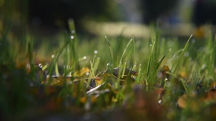 Canvas Print - 朝露の付いた植物