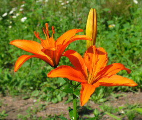 Wall Mural - Red lily flowers