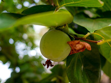 Green Persimmon Fruit On Tree