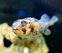 Spiny Balloonfish Free Stock Photo - Public Domain Pictures