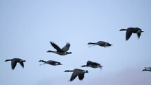 Wild Geese Flying In V Formation - Close Up Tracking Long Shot