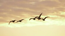 Wild Geese Flying Against Golden Sky At Dusk - Medium Slow-motion Long Shot