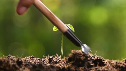 Poster - Close up hands holding and caring a green young plant