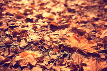 Fallen Leaves Background / Autumn Background Yellow Leaves Fallen From A Tree
