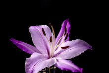 Closeup Shot Of Purple Lily Flower On Dark Background