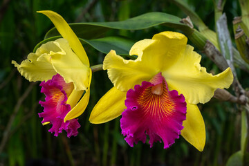 Closeup view of beautiful bright yellow and purple cattleya hybrid orchid flowers on natural background