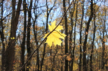 A bright yellow maple leaf hangs on a branch against the background of an autumn forest