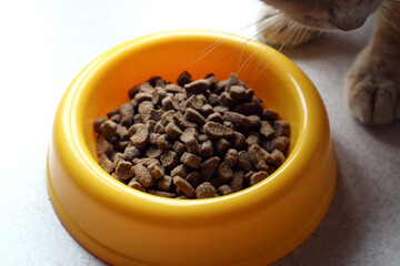 Cat food in a yellow Cup on a gray floor against the background of the cat's paws, close-up, side view