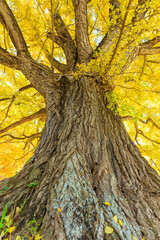 yellow Ginkgo tree