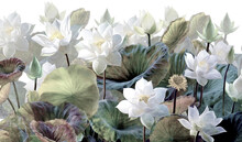 The Scenic Lotus Flowers.