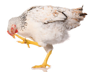 one white chicken lifted her leg and scratched her head, isolated on white background, studio shoot