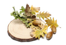 Acorns And Dry Autumn Oak Leaves With Wood Stump Intersection, Seasonal Decoration For Christmas And New Year Isolated On White Background