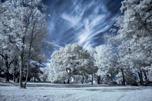 Infrared Photo Of Summer Trees