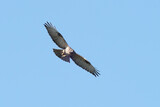 Fototapeta Tęcza - common buzzard in flight