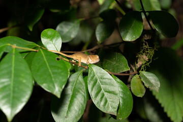 Sticker - Colorful chameleon in a close-up in the rainforest in Madagascar