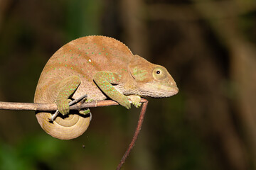 Wall Mural - Colorful chameleon in a close-up in the rainforest in Madagascar