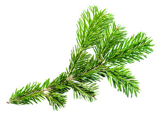 Wall Mural - Fir tree branch isolated on white background. Christmas tree twig  close up. Top view.