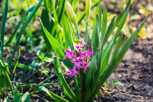 Pink Hyacinth Blooming In The Garden. Selective Focus. Shallow Depth Of Field.