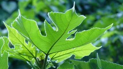 Closeup of the paper mulberry tree leaves