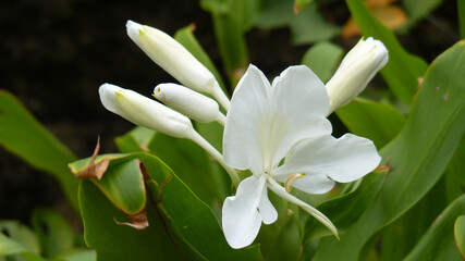 Wall Mural - closeup of a white garland-lily or white ginger lily flower