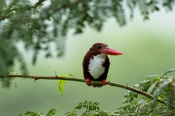white throated or breasted kingfisher bird portrait in natural green background during monsoon seaso
