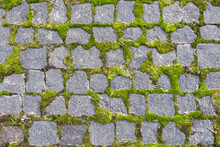 Cobblestoned Pavement, Green Moss Between Brick Background. Old Stone Pavement Texture. Cobbles Closeup With Green Grass In The Seams. Stone Paved Walkway In Old Town.