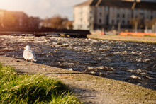 Sea Gull On River Corrib Bank In Focus Wolfe Tone Bridge Out Of Focus, Dangerous High Level Of Water, Warm Sunny Day. Galway City, Ireland, Selc