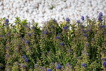 Sticker - Selective focus shot of beautiful Hyssop flowers in the garden