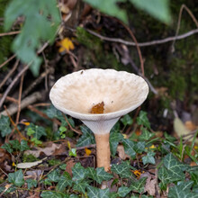 Trooping Funnel (Clitocybe Geotropa) Long Stemmed Mushroom
