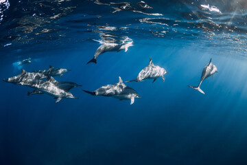 Wall Mural - Spinner dolphins in tropical ocean with sunlight. Dolphins in underwater