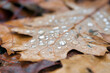Autumn leaf with rain drop, macro brown leaves in forest