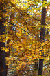 bunte BlÃ¤tter am Baum im Herbst Wald
