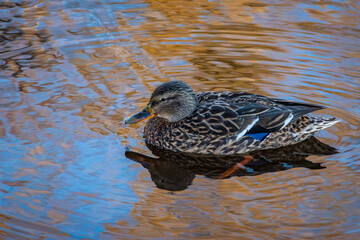 Wall Mural - A duck with a feather in its beak swims in the lake