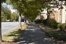 Tree Lined Sidewalk In The City