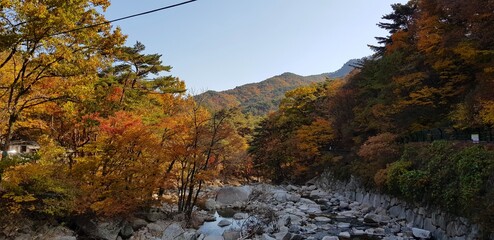 Maple trees and valley forest2