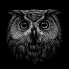 Wall Mural - long-eared owl. black and white graphic portrait of an owl on a black background. digital vector dra