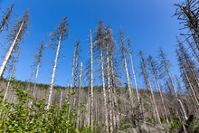 Withered Spruce Forest After The European Spruce Bark Beetle Attack, Dry Dead Tree Trunks And Stumps With White Bark, Blue Sky Background, Tatra Mountains, Poland.