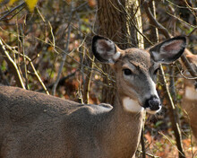 Portrait Of A White-tail Doe In Autumn