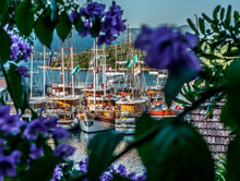 Boats Through Purple Flowers