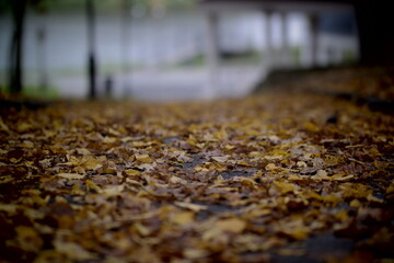 Canvas Print - autumn leaves on the ground