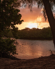 Wall Mural - Mangrove trees during the sunset in the intracoastal found in Jupiter Florida during golden hour sunset