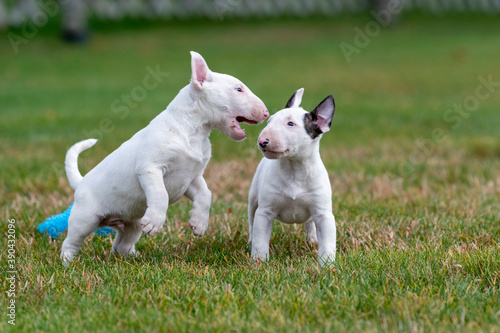 Fotografía Two white mini bull terrier puppies playing