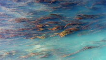 Aerial View Of The River In Mountains With Murky Blue Water And Yellow Weed Slowly Moving In The Stream. Camera Descends