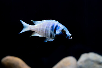 Placidochromis Electra - Cichlid Lake Malawi