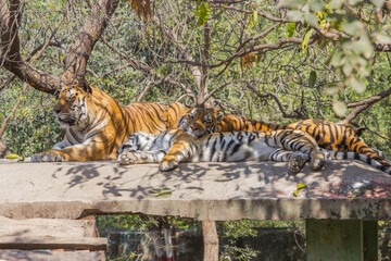 A family of Bengal tigers resting on concrete rooftop in big cage in zoo park in Indore, Indian national animal Tiger Family in zoo park background Image  