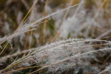 grass in the snow