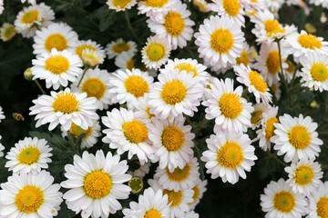 Wall Mural - bright small white chrysanthemum close up flower background